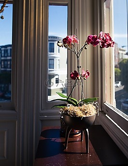 蘭花,花,植物