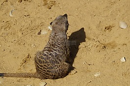 獴,可愛,動物世界
