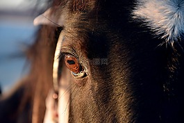 眼,馬,肖像