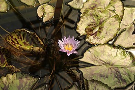 植物园augsburg,睡莲,池塘
