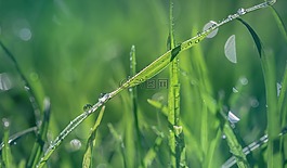 草,綠色,滴
