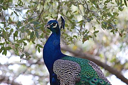 鳥,野生動物,高山
