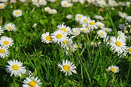 雛菊,花,開花