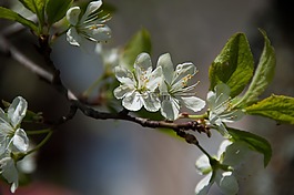 開花,春天,梅
