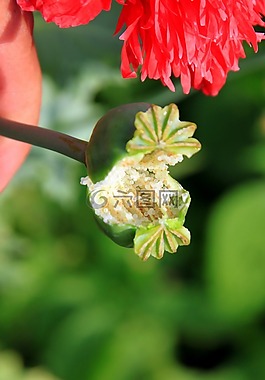 膠囊,花園,鴉片