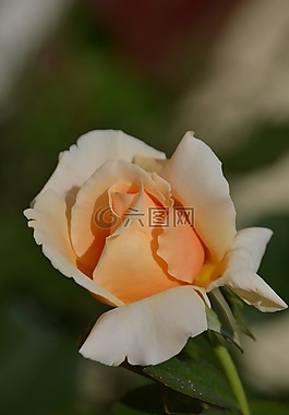玫瑰,花,成长