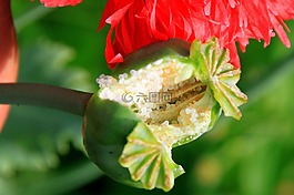 膠囊,花園,鴉片