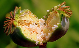 膠囊,花園,鴉片