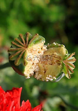 膠囊,花園,鴉片