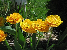 花,花的,多彩