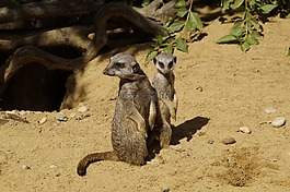 獴,可愛,動物世界