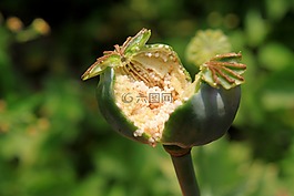 膠囊,花園,鴉片