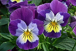 花,潘茜,性質(zhì)
