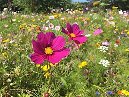 鮮花,英國花園的小屋,山寨