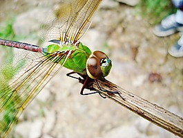 蜻蜓,自然,昆蟲