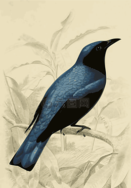 鳥,藍(lán)色,雕刻
