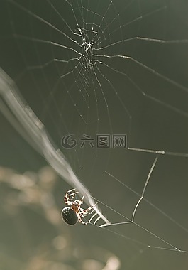 蜘蛛,自然,web