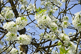 櫻花,分支機(jī)構(gòu),白