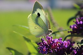 蝴蝶,性質(zhì),花
