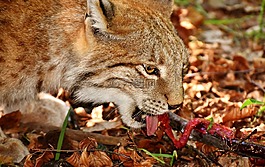 猞猁,野生動物,危險