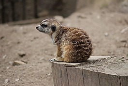 貓鼬,動物,小