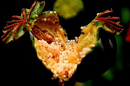 膠囊,花園,鴉片