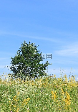 藍(lán)色,原野,鮮花