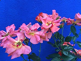 鮮花,顏色,花的