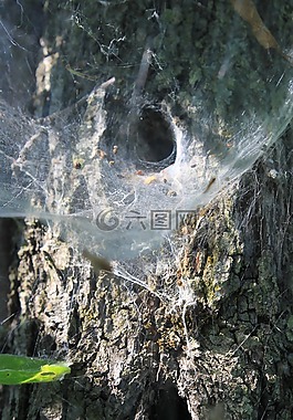 蛛网,巢,蜘蛛