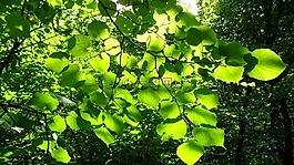 葉子,太陽,森林