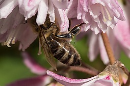 蜜蜂,昆蟲,開花