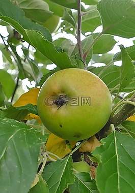 蘋(píng)果,樹(shù),水果