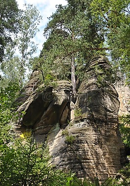 山,森林,景觀
