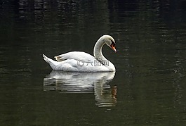 天鵝,鳥,水