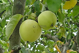 水果,蘋果,夫婦