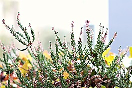 鮮花,花園,植物