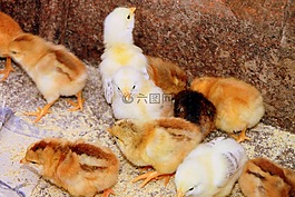 雞,小雞,喂養(yǎng)