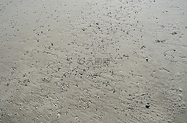 沙,貝殼,大洋城