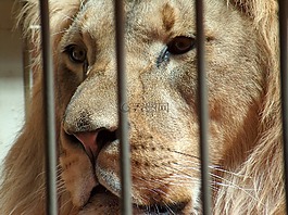 獅子,動物園,籠