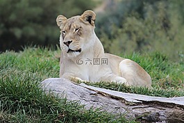 母獅,貓,貓的