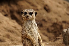 動物世界,性質(zhì),獴