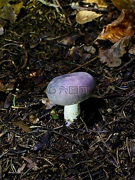 紫水晶菇,蘑菇,秋季