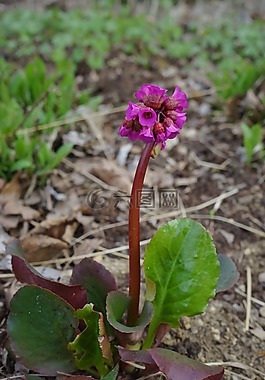 白菜,開花,紫