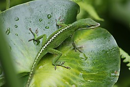 蜥蜴,變色龍,爬行動物