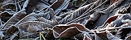 草地,成熟,霜