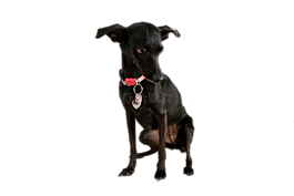 狗,黑犬,宠物