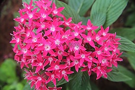 花,盛開,香