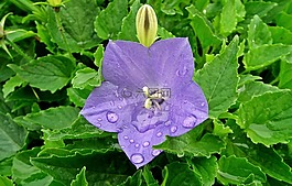 性質(zhì),花園,植物