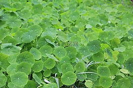 槿,綠色的地毯,植物