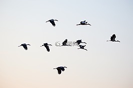 鳥,亞洲鉗嘴,田鼠